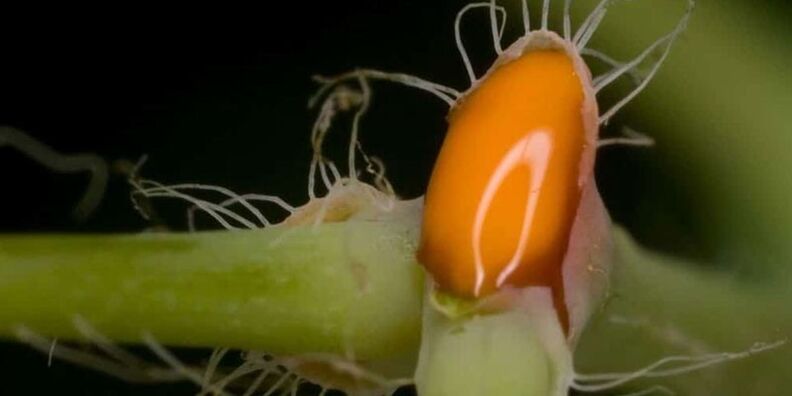 jus de chélidoine pour le traitement de la mycose des ongles des pieds